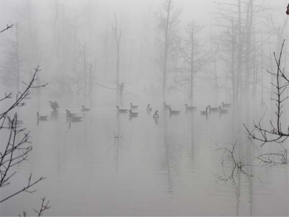 Duck Pond Photography